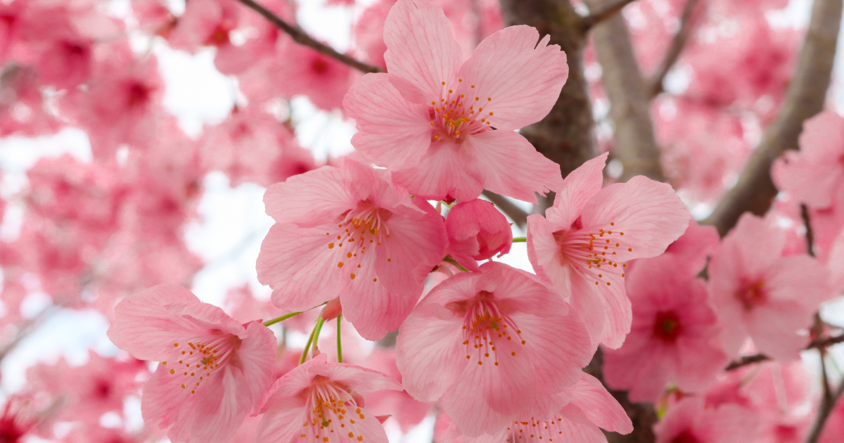 「雪の上の桜」で異次元の美しさを体験！桜と雪の絶景スポット案内 | vogue-notes